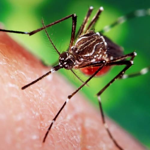 Up – Sized Mosquito Season