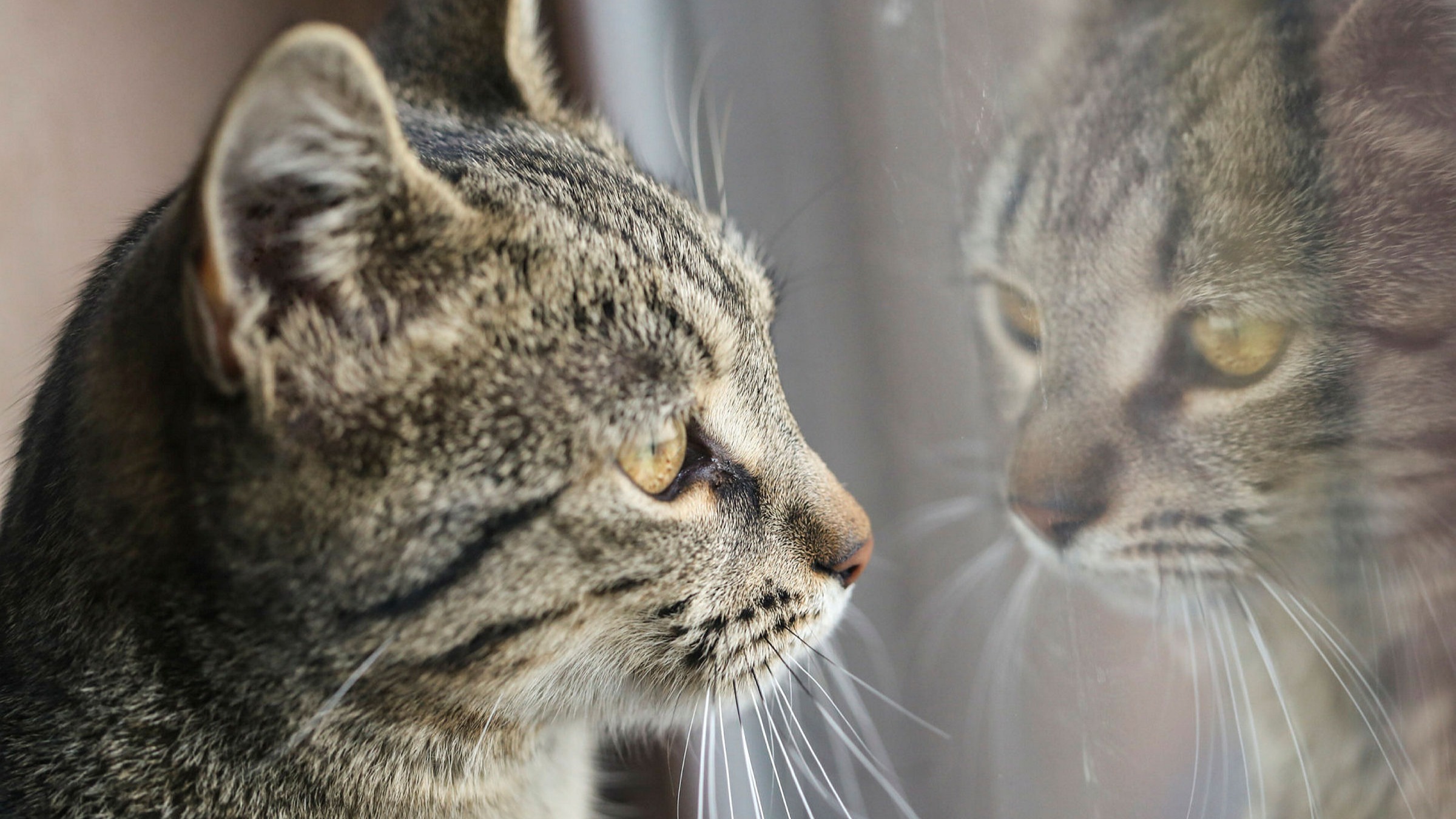 SAPS On High Alert For Manenberg Cat-Killer