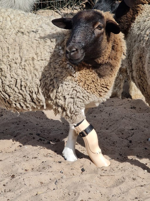 Three-Legged Sheep Gets A Prosthetic Leg