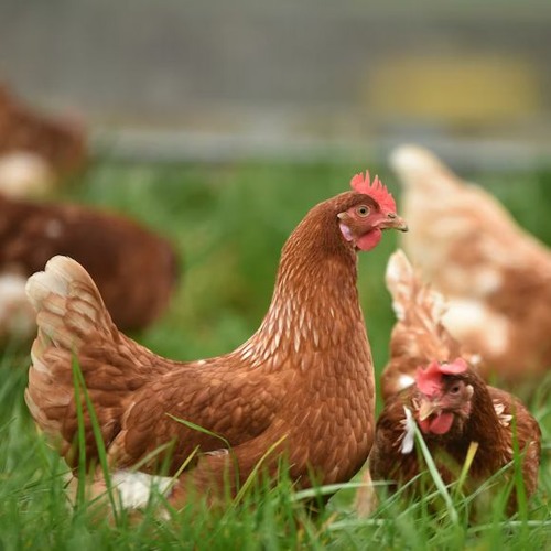 Mpumalanga avian flu will affect pricing
