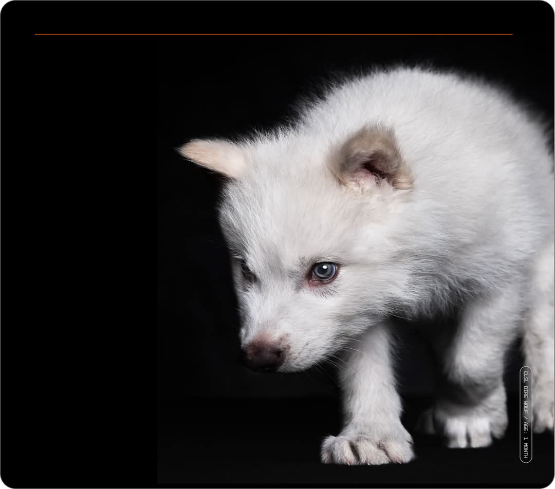 Colossal Biosciences claims to have “de-extincted” dire wolf